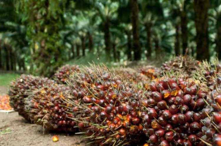 Capai 4,27 Persen, Sektor Sawit Tulang Punggung Penerimaan Pajak di Riau