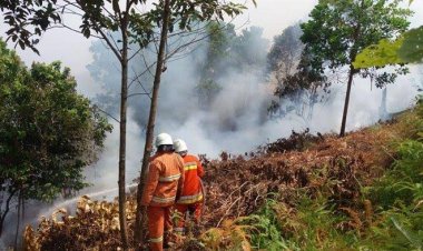 Asap Karhutla Bikin Cemas, 10 Tanaman Ini Bantu Tangkal Polusi Udara