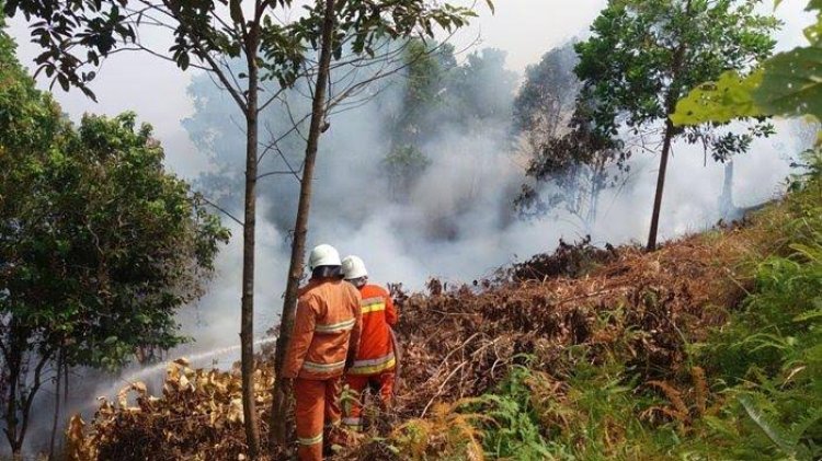 Asap Karhutla Bikin Cemas, 10 Tanaman Ini Bantu Tangkal Polusi Udara