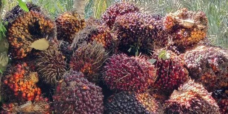 Harga TBS Sawit Riau Kembali Naik Pekan Ini