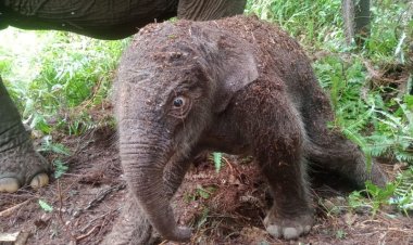 Gajah Lisa Lahirkan Anak Keempat di Taman Nasional Tesso Nilo Pelalawan