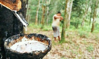 Harga Bahan Olahan Karet Rakyat di Riau Rp6 ribu hingga Rp16.500 per Kg