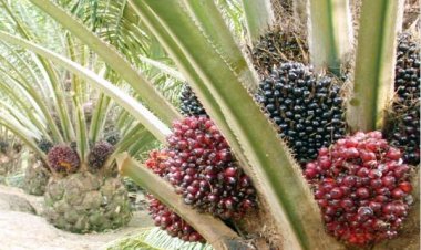 Harga TBS Kelapa Sawit Riau Periode 13-19 September 2023 Turun Tipis, Ini Rinciannya