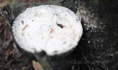 Harga Bahan Olahan Karet di Petani Rokan Hulu Naik Jadi Rp8.732 per Kilogram Bulan Ini