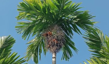 Harga Pinang Kering di Riau Pekan Ini Naik Jadi Rp5.910 per Kg, Simak Daerahnya
