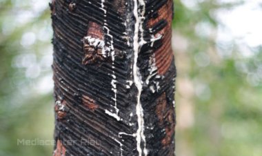 Harga Bahan Olahan Karet di Rokan Hilir dan Kuansing Naik hingga Rp800 dari Minggu Lalu