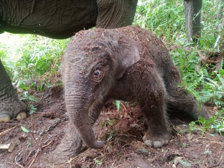 Gajah Lisa Lahirkan Anak Keempat di Taman Nasional Tesso Nilo Pelalawan