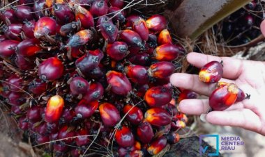 Harga TBS Sawit Mitra Plasma di Riau Periode 4-10 Oktober 2023 Naik 1,40 Persen, Ini Rinciannya