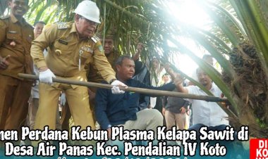 Bupati Rohul Panen Perdana Pada Kebun Plasma di Desa Air Panas