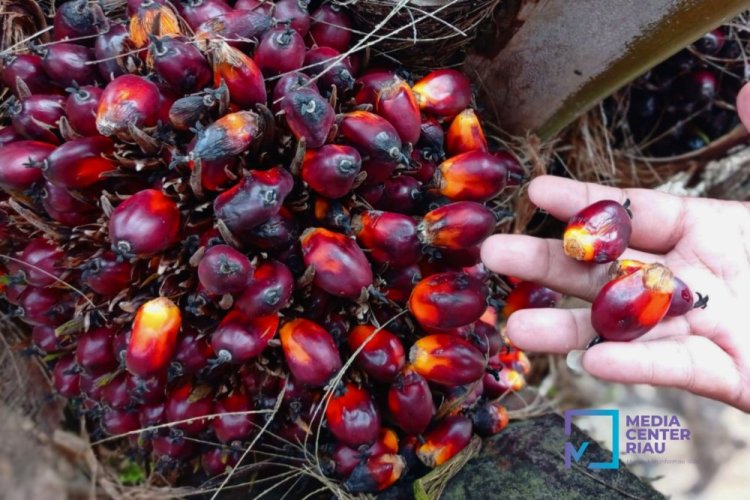 Harga TBS Kelapa Sawit Kemitraan Plasma Riau Periode 28 Mei-3 Juni 2O25 Turun 0,70 Persen Jadi Rp3.363 per Kg