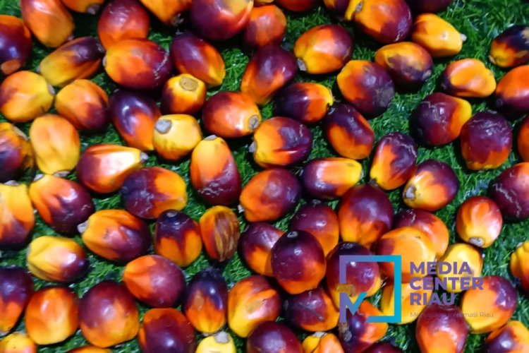 Harga TBS Kelapa Sawit Mitra Swadaya Provinsi Riau Periode 18-24 Oktober Naik Jadi Rp2.432,64 per Kg, Simak Rinciannya