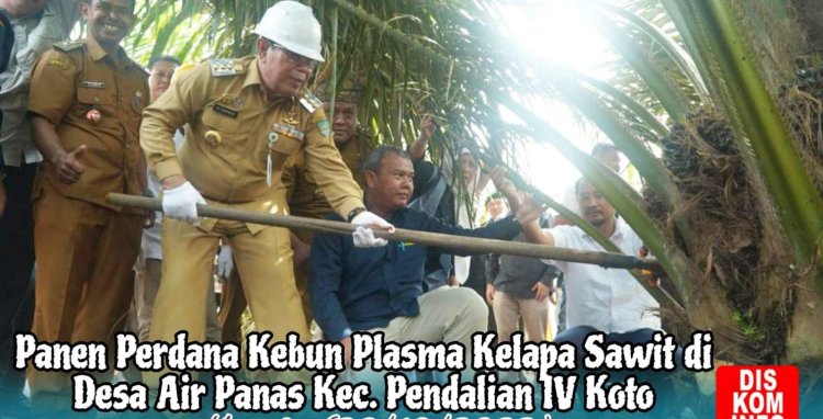 Bupati Rohul Panen Perdana Pada Kebun Plasma di Desa Air Panas