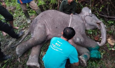 Seekor Bayi Gajah Mati Usai Kakinya Terjerat Tali Nilon di Kawasan Pemegang Izin Konsesi di Pelalawan