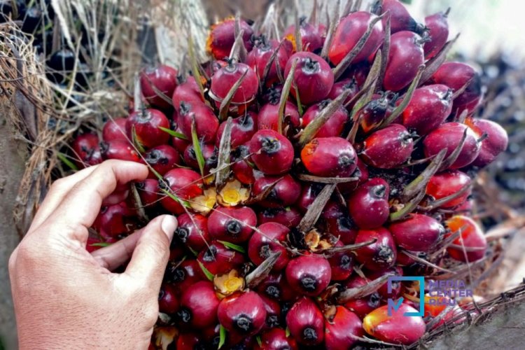 Harga TBS Kelapa Sawit Petani Mitra Swadaya di Riau 15-21 November 2023 Naik Jadi Rp2.489,35/Kg