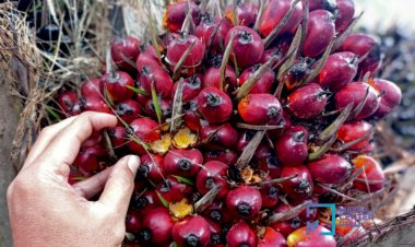 Harga TBS Kelapa Sawit Petani Mitra Swadaya Riau Periode 6-12 Desember 2023 Turun 2,01 Persen, Berikut Rinciannya