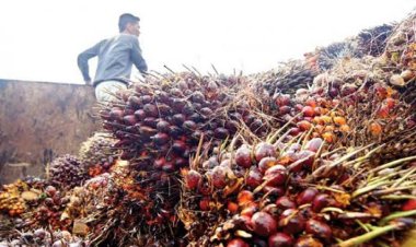 Aduh, Harga TBS Sawit Plasma Riau Turun Lagi