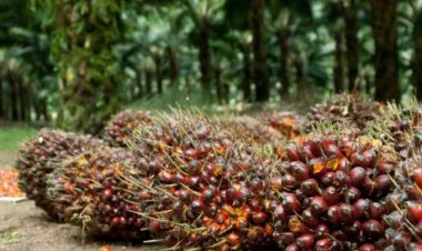 Pekan Ini Harga Kelapa Sawit Mitra Plasma di Riau Naik