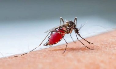 WHO Peringatkan 4 Miliar Orang Berisiko Terjangkit Penyakit Demam Berdarah