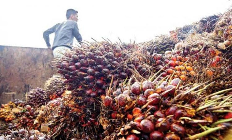 Aduh, Harga TBS Sawit Plasma Riau Turun Lagi