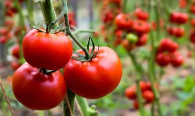 Makan Lebih Banyak Tomat Bisa Bantu Cegah Hipertensi