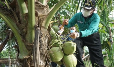 1.400 Ha Kebun Kelapa Masyarakat di Inhil dan Pelalawan Akan Direplanting Tahun Ini