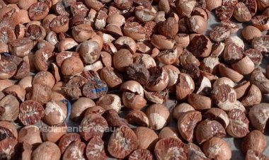 Harga Pinang Kering 100 Persen di Riau Minggu Ini Turun Jadi Rp4.838 per Kg