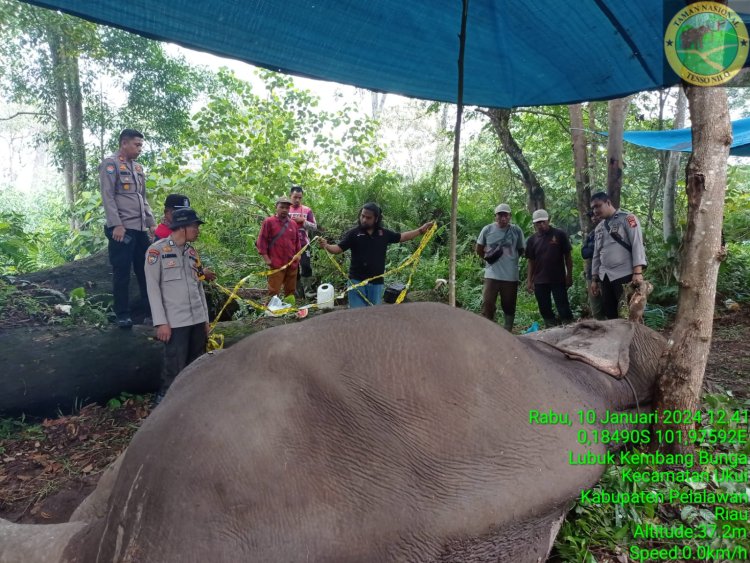 Seekor Gajah Latih Diracun dan Gading Kirinya Dipotong Pelaku di Taman Nasional Tesso Nilo