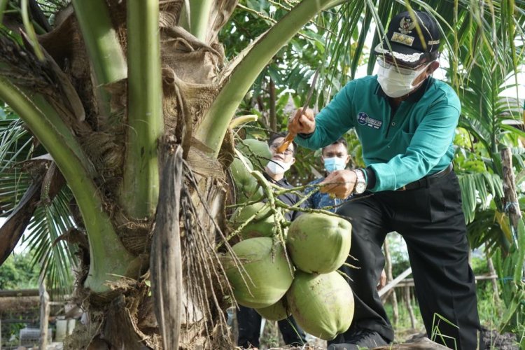 1.400 Ha Kebun Kelapa Masyarakat di Inhil dan Pelalawan Akan Direplanting Tahun Ini