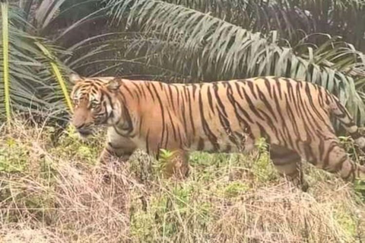 BBKSDA Riau Turunkan Tim ke Lokasi Munculnya Penampakan Harimau di di Jalan Lintas Siak Buton Desa Mengkapan