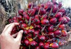 Harga TBS Kelapa Sawit Mitra Plasma Riau Periode 6–12 Mei 2026 Turun Rp31,30 per Kg Jadi Rp3.874,93 per Kg