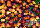 Harga TBS Kelapa Sawit Mitra Plasma Riau Periode 8-14 Juli 2026 Naik Rp28,11 per Kg Jadi Rp3.859,87 per Kg