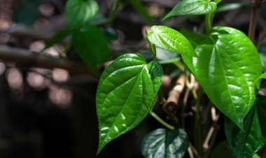 Sederet Manfaat Daun Sirih untuk Kesehatan, Begini Cara Menggunakannya?