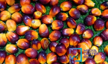 Harga TBS Kelapa Sawit Mitra Plasma di Riau Periode 6-12 Maret 2024 Naik Minggu Ini Jadi Rp 2.780,13 per Kg