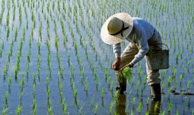 Usai Kena El Nino Petani Terancam Dihajar La Nina, Ini Kata BMKG