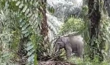 Seorang Warga Dusun Tuo Pelalawan Terluka Saat Usir Seekor Gajah yang Masuk ke Kebun