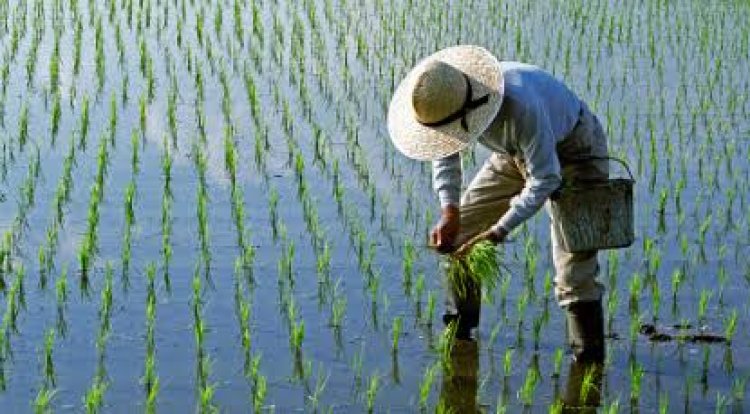 Usai Kena El Nino Petani Terancam Dihajar La Nina, Ini Kata BMKG