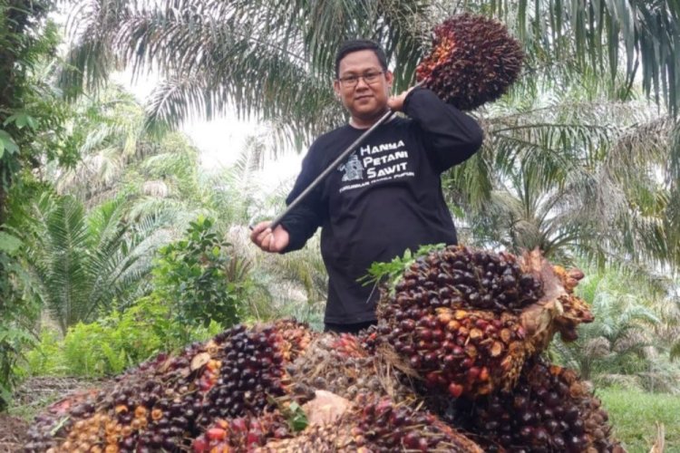 Harga TBS Kelapa Sawit Mitra Swadaya di Riau Naik 2,62 Persen Jadi Rp2.835,54 per Kg Periode 20–26 Maret 2024