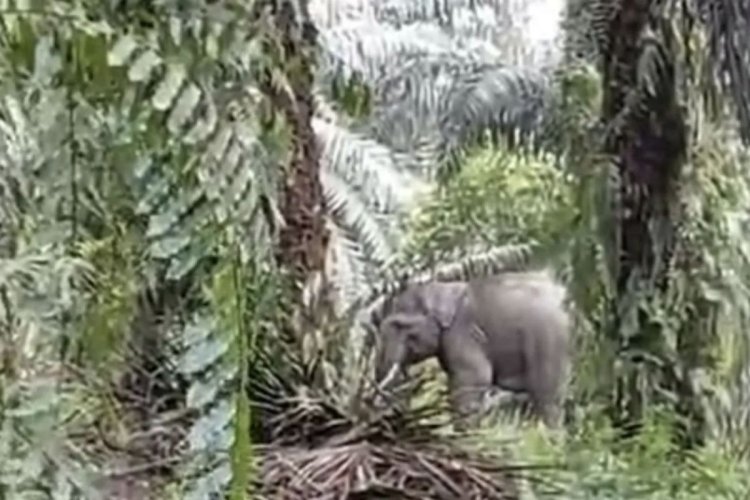 Seorang Warga Dusun Tuo Pelalawan Terluka Saat Usir Seekor Gajah yang Masuk ke Kebun