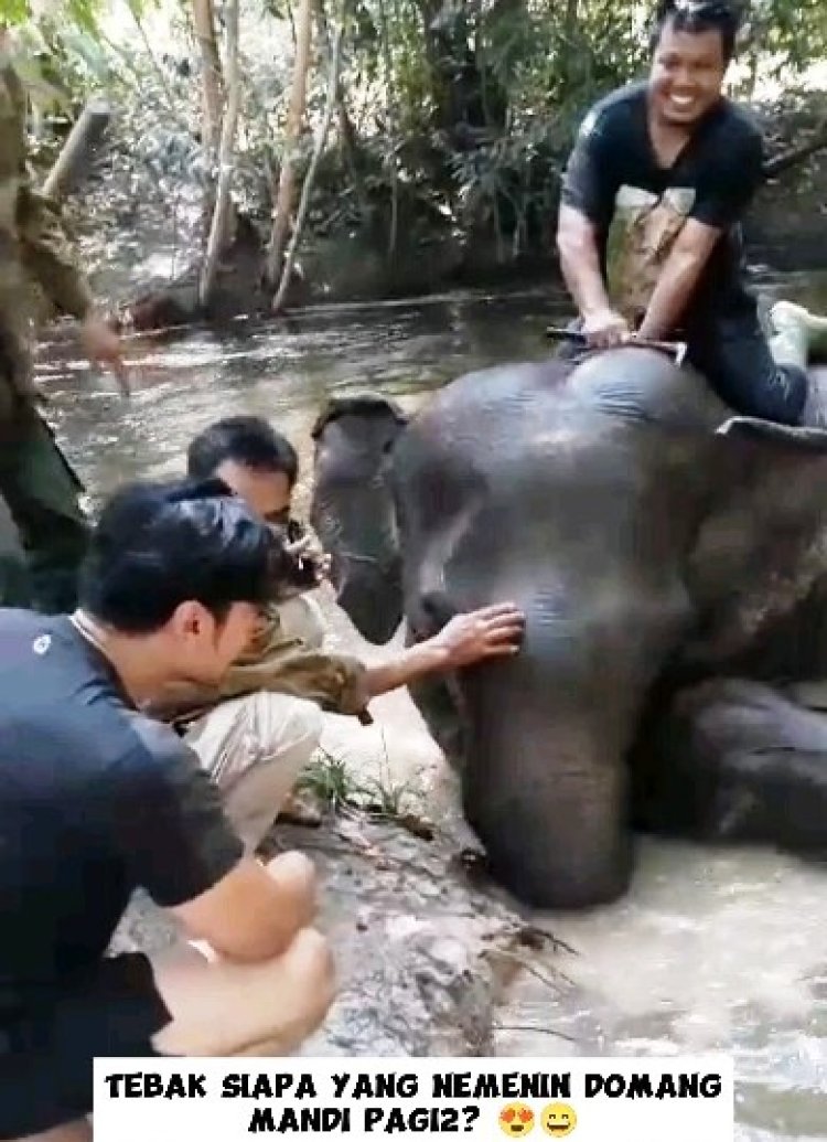 Chicco Jerikho Dukung Polda Riau Tuntaskan Kasus Kematian Gajah Rahman di Taman Nasional Tesso Nilo