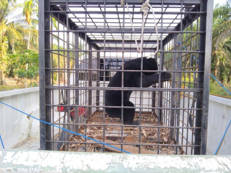 Mangsa Ternak Ayam di Dusun 2 Mekar Indah Siak, BBKSDA Riau Evakuasi Seekor Beruang Madu