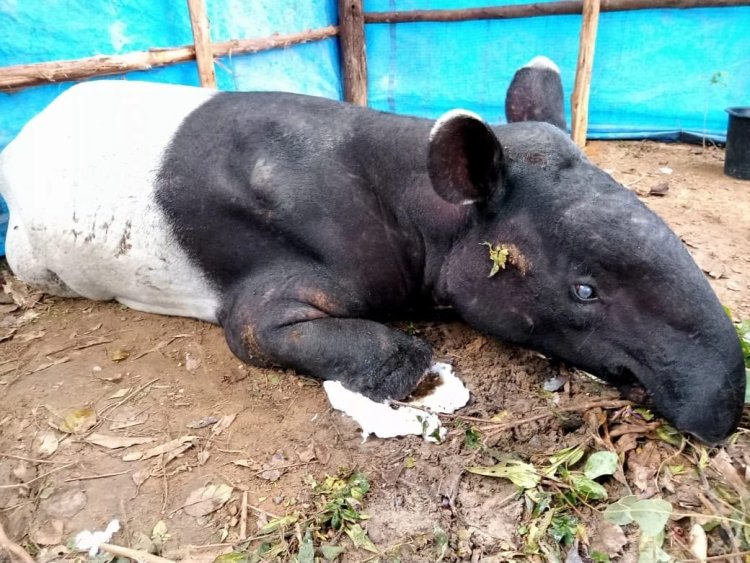 Seekor Tapir Dewasa Muncul di Permukiman Warga Jalan Pesantren Kulim Pekanbaru