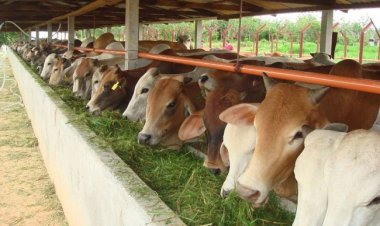 Idul Adha 1445 H, Pekanbaru Butuh 10 Ribu Hewan Kurban Sapi dan Kambing