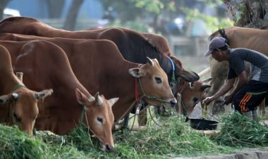 Idul Adha Sebentar Lagi, Ini Tips Beli Hewan Kurban!