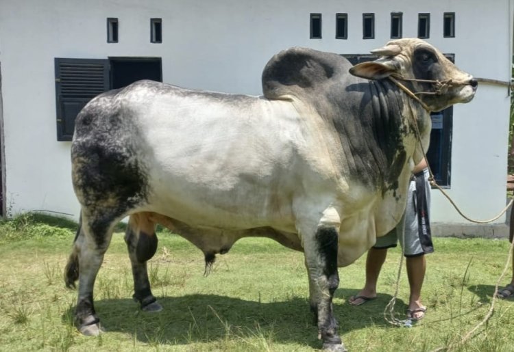 Riau Kembali Dapat Sapi Kurban Bantuan Presiden untuk Idul Adha Tahun Ini