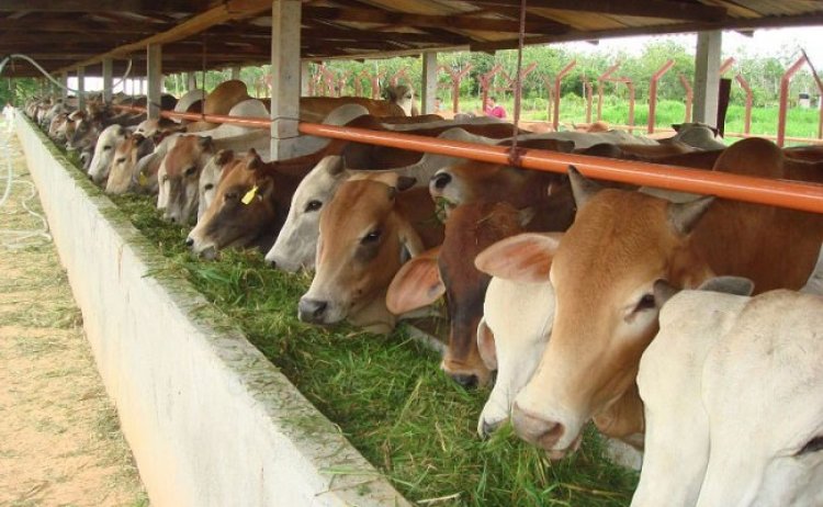 Idul Adha 1445 H, Pekanbaru Butuh 10 Ribu Hewan Kurban Sapi dan Kambing