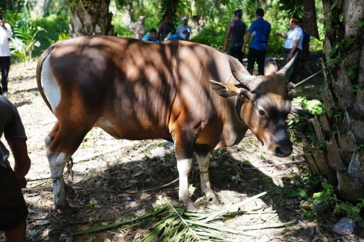 Jumlah Hewan Kurban yang akan Dipotong Tahun Ini di Riau Naik 9,82 Persen