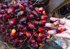 Harga TBS Kelapa Sawit Mitra Plasma Riau Periode 12-18 Agustus 2026 Turun Rp70,53 per Kg Jadi Rp3.941,29 per Kg