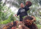 Harga TBS Kelapa Sawit Mitra Swadaya Riau Periode 5–11 November 2025 Turun 3,25 Persen Jadi Rp3.509,09 per Kg