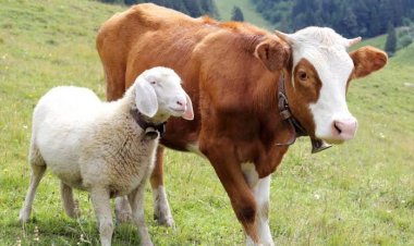 Hukum Beli Kurban Online Pakai Kredit, Boleh atau Tidak?