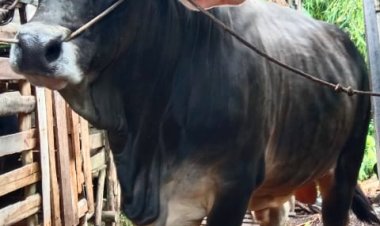 Akan disembelih di Masjid Ibadah Marpoyan Damai, Sapi Kurban dari Presiden Jokowi untuk Masyarakat Riau Jenis Brangus 835 Kg